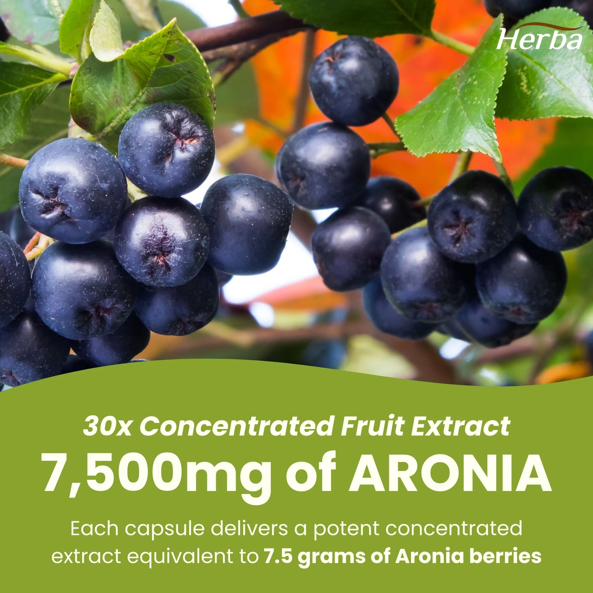 Aronia Berry Extract 250mg – 120 Capsules | 7500mg Fruit Equivalent | 30:1 Aronia Extract Supplement - Image 4